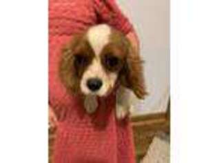Cavalier King Charles Spaniel Puppy for sale in Knob Noster, MO, USA