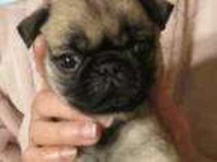 Pug Puppy for sale in Bedford, OH, USA
