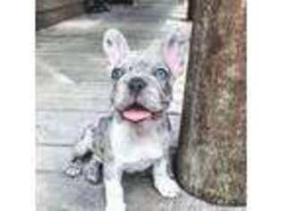 French Bulldog Puppy for sale in Liberty, NC, USA