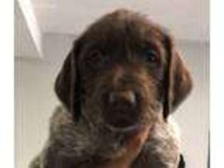 Wirehaired Pointing Griffon Puppy for sale in Dodge Center, MN, USA