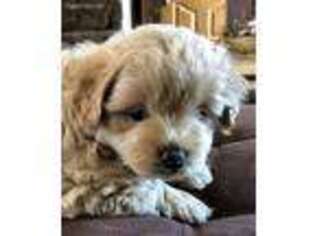Mutt Puppy for sale in Avilla, IN, USA