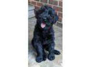 Mutt Puppy for sale in Noel, MO, USA