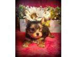 Yorkshire Terrier Puppy for sale in Olympia, WA, USA