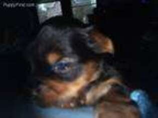 Yorkshire Terrier Puppy for sale in Sinai, SD, USA