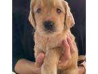 Goldendoodle Puppy for sale in Wareham, MA, USA