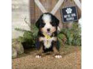 Bernese Mountain Dog Puppy for sale in Wolcott, IN, USA
