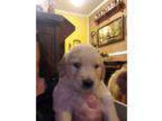 Golden Retriever Puppy for sale in Bloomfield, IA, USA