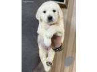 Golden Retriever Puppy for sale in Swainsboro, GA, USA