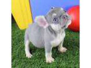 French Bulldog Puppy for sale in Cameron, OK, USA