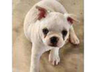 Boston Terrier Puppy for sale in Skiatook, OK, USA