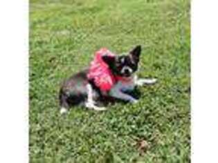 Chihuahua Puppy for sale in Hampton, VA, USA