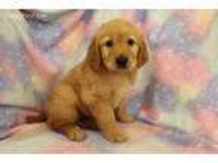 Golden Retriever Puppy for sale in Joice, IA, USA