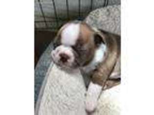 Boston Terrier Puppy for sale in Redmond, WA, USA