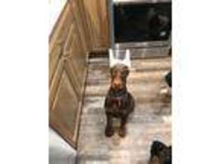 Doberman Pinscher Puppy for sale in Alma, KS, USA