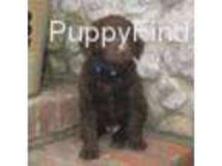 Chesapeake Bay Retriever Puppy for sale in Oswego, KS, USA