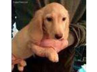 Dachshund Puppy for sale in Granada, MN, USA