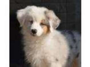 Miniature Australian Shepherd Puppy for sale in Floresville, TX, USA