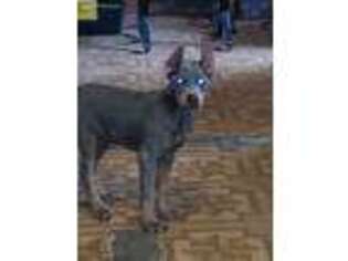 Doberman Pinscher Puppy for sale in Canton, TX, USA