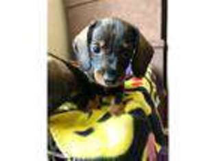 Dachshund Puppy for sale in Rochdale, Greater Manchester (England), United Kingdom