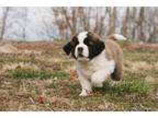 Saint Bernard Puppy for sale in Bridgewater, VA, USA