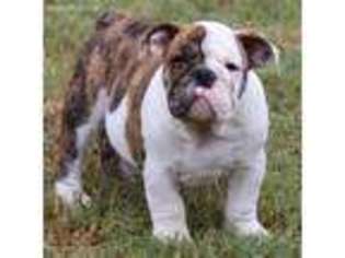 Bulldog Puppy for sale in Blue Ridge, TX, USA
