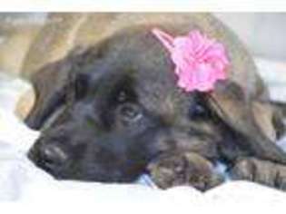 Mastiff Puppy for sale in Oskaloosa, KS, USA