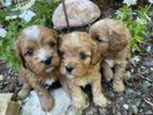Cavapoo Puppy for sale in Greenville, TX, USA