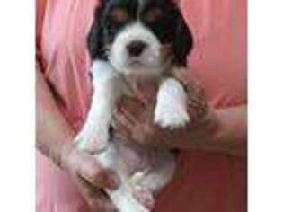 Cavalier King Charles Spaniel Puppy for sale in Minneapolis, MN, USA