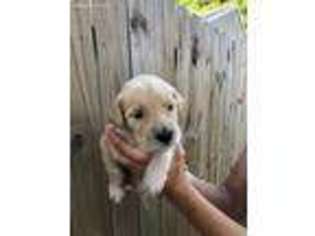 Goldendoodle Puppy for sale in Red Wing, MN, USA
