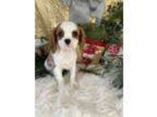 Cavalier King Charles Spaniel Puppy for sale in Albany, NY, USA