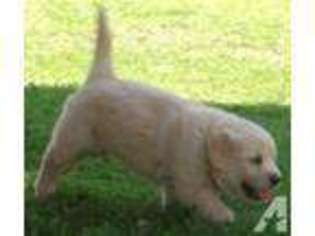 Golden Retriever Puppy for sale in RUTHERFORDTON, NC, USA