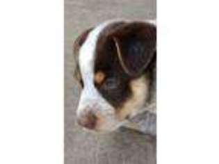 Australian Cattle Dog Puppy for sale in Barron, WI, USA