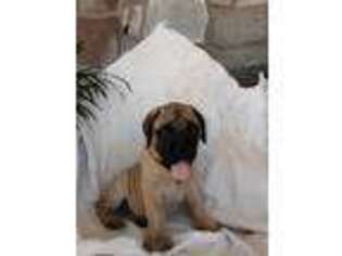 Bullmastiff Puppy for sale in Stanley, NY, USA