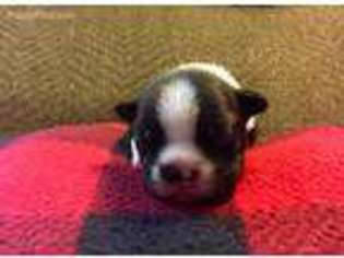 Boston Terrier Puppy for sale in Wichita, KS, USA