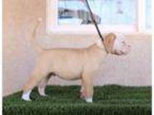 American Bulldog Puppy for sale in Hesperia, CA, USA