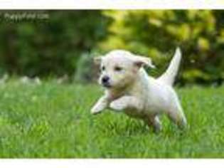 Golden Retriever Puppy for sale in Branson, MO, USA