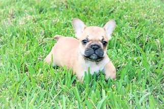 French Bulldog Puppy for sale in Ocoee, FL, USA