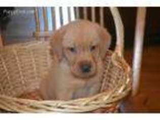 Labrador Retriever Puppy for sale in Fenelton, PA, USA