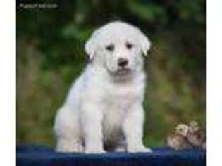 Great Pyrenees Puppy for sale in Tunkhannock, PA, USA