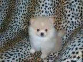 Pomeranian Puppy for sale in LIVINGSTON, TX, USA