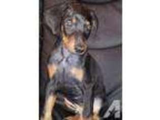 Doberman Pinscher Puppy for sale in NASHVILLE, TN, USA