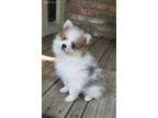 Pomeranian Puppy for sale in Trenton, TX, USA