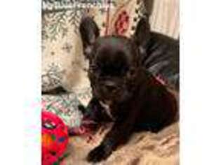 French Bulldog Puppy for sale in White City, OR, USA