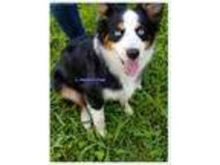 Miniature Australian Shepherd Puppy for sale in Whitwell, TN, USA