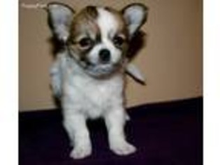 Chihuahua Puppy for sale in Canon City, CO, USA