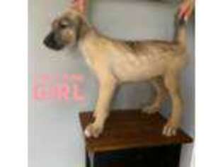 Irish Wolfhound Puppy for sale in Oklahoma City, OK, USA