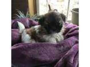 Mutt Puppy for sale in Morristown, TN, USA