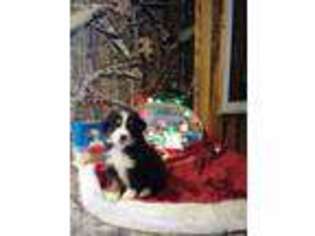 Miniature Australian Shepherd Puppy for sale in Land O Lakes, FL, USA