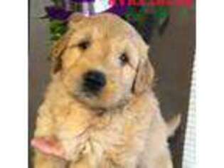 Mutt Puppy for sale in Jeannette, PA, USA