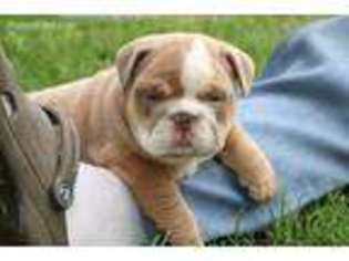 Bulldog Puppy for sale in Milford, IN, USA